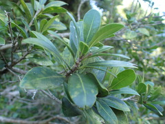 Manilkara nicholsonii