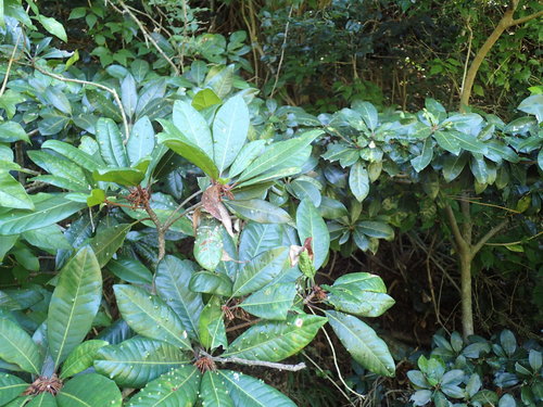 Flat Cap (Vitellariopsis marginata)
