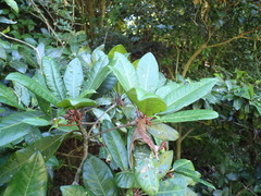 Vitellariopsis marginata