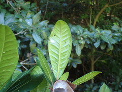 Vitellariopsis marginata