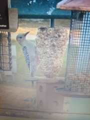 Melanerpes carolinus