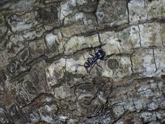 Polyrhachis schlueteri