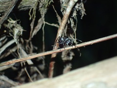 Polyrhachis schlueteri
