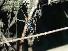 Polyrhachis schlueteri