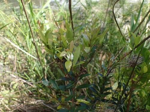 River Myrtle (Eugenia simii)