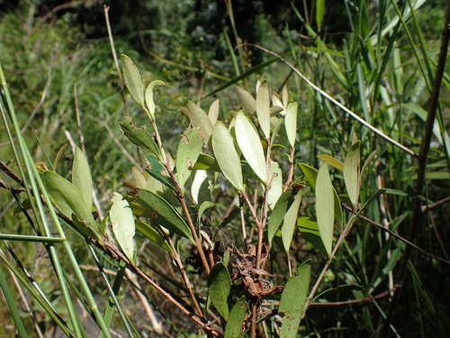 Image of Eugenia simii by (c) Mahomed Desai, some rights reserved (CC BY)