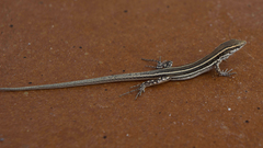Gallotia atlantica