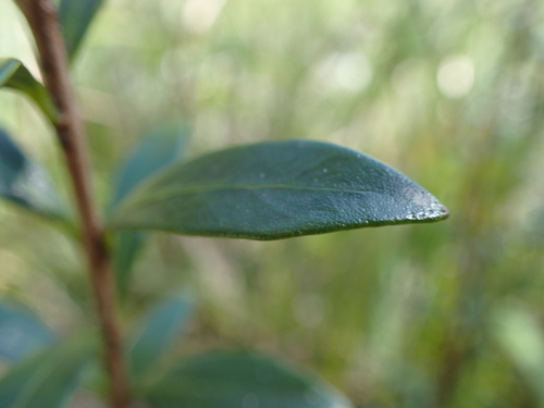 Image of Eugenia simii by (c) Mahomed Desai, some rights reserved (CC BY)