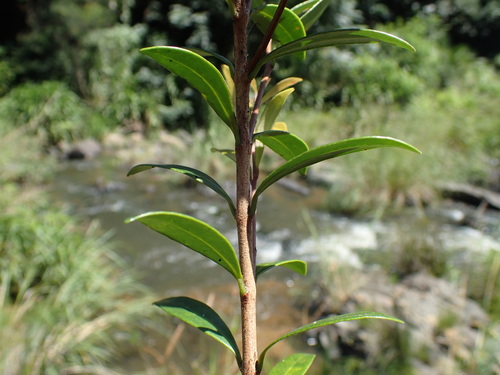 Image of Eugenia simii by (c) Mahomed Desai, some rights reserved (CC BY)