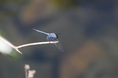 Trithemis donaldsoni