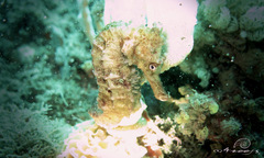 Hippocampus kelloggi