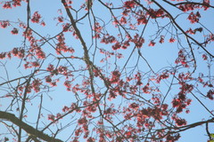 Acer rubrum image