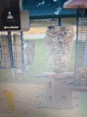 Passer domesticus
