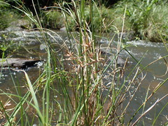 Cyperus sphaerospermus