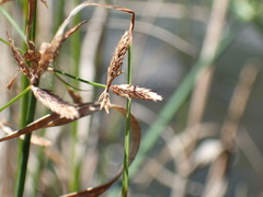 Cyperus sphaerospermus