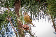 Chloris sinica minor