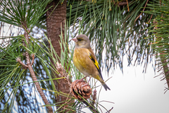 Chloris sinica minor