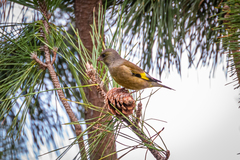 Chloris sinica minor