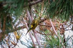 Chloris sinica minor