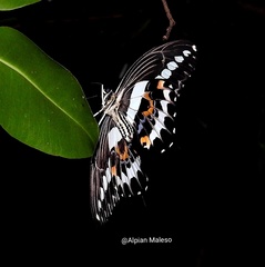Papilio gigon