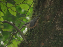 Sitta europaea rubiginosa