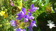 Vicia macrantha