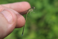 Pseudagrion salisburyense