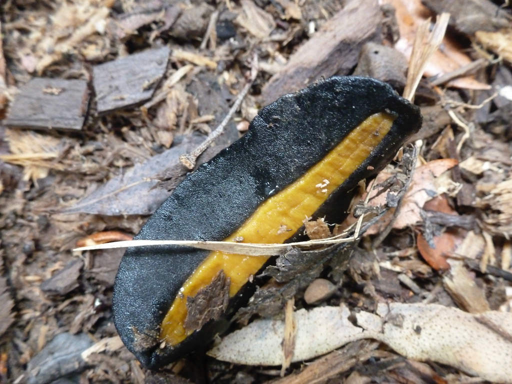 Phyllocaulis gayi