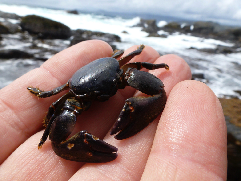 Petrolisthes laevigatus