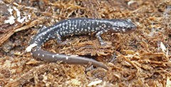 Plethodon ocmulgee