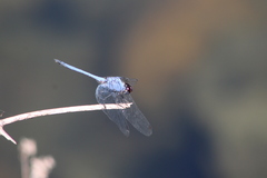 Trithemis donaldsoni