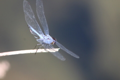 Trithemis donaldsoni