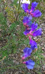 Vicia macrantha