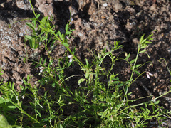 Vicia pubescens image