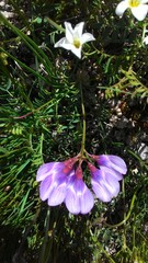Vicia macrantha