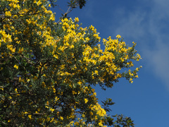 Cytisus rosmarinifolius