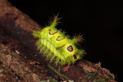 Euclea distrahens