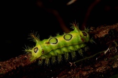 Euclea distrahens