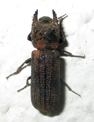 Bostrychoplites cornutus