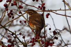 Turdus iliacus
