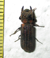 Bostrychoplites cornutus