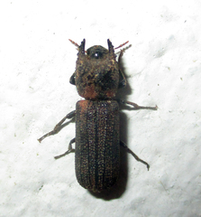 Bostrychoplites cornutus