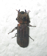 Bostrychoplites cornutus