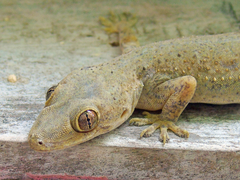 Hemidactylus mabouia