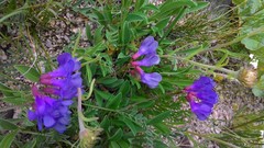 Vicia macrantha