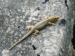 Lygodactylus picturatus