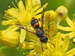 Ancistrocerus haematodes