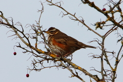 Turdus iliacus