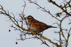 Turdus iliacus