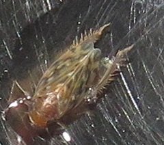 Xestocephalus